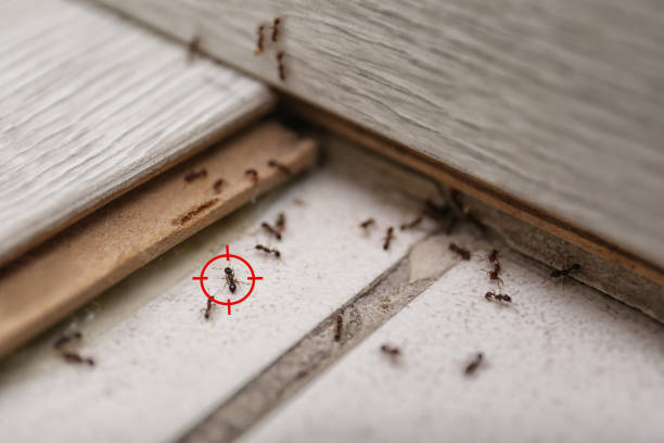 Best Pest Control for Restaurants  in Brooklyn Park, MN