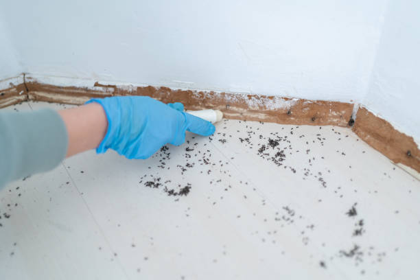 Best Insect Control  in Brooklyn Park, MN